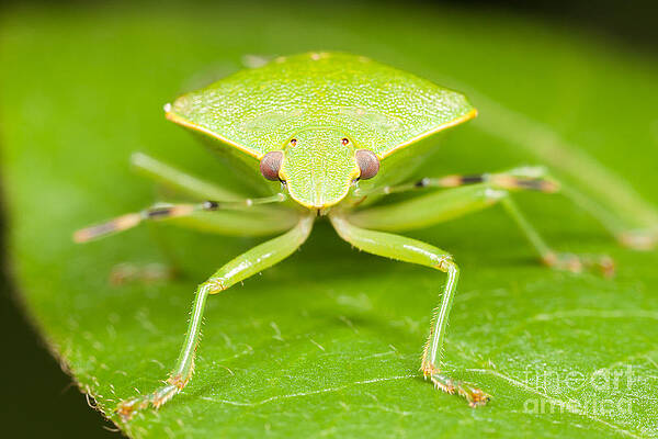 Wall Art featuring the photograph Green Stink Bug by Clarence Holmes