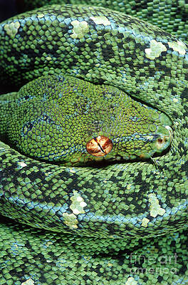 Wall Art - Photograph - Green Tree Python by Gregory G. Dimijian
