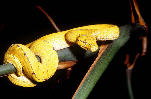 Wall Art - Photograph - Green Tree Python by Karl H. Switak