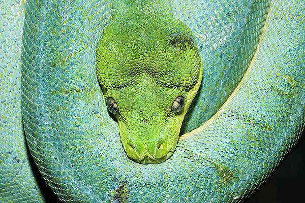 Wall Art - Photograph - Green Tree Python Morelia Viridis by Reinhard Dirscherl