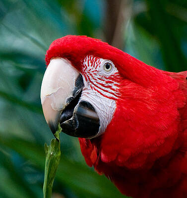 Wall Art - Photograph - Green Winged Macaw by Ginger Wakem