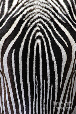 Wall Art - Photograph - Grevys Zebra by Craig K Lorenz