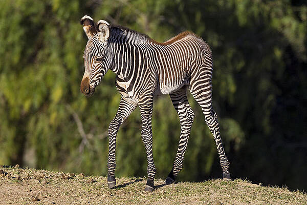 Wall Art - Photograph - Grevys Zebra Foal by Zssd