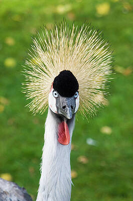 Wall Art - Photograph - Grey Crowned Crane by Science Photo Library