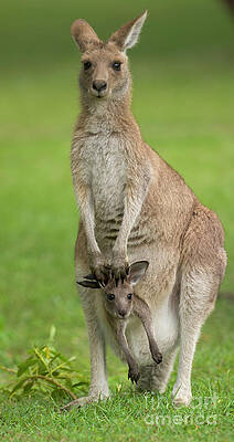 Wall Art - Photograph - Grey Kangaroo And Joey  by Yva Momatiuk John Eastcott