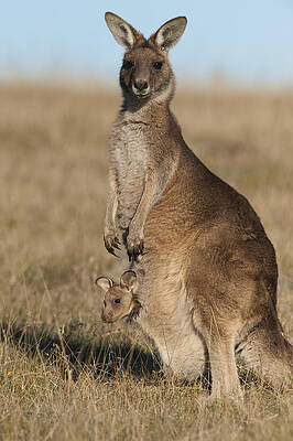 Wall Art - Photograph - Grey Kangaroo With Joey Maria Isl by D. Parer & E. Parer-Cook