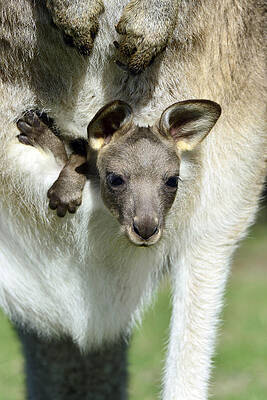 Wall Art - Photograph - Grey Kangaroo With Joey Tasmania by D. Parer & E. Parer-Cook