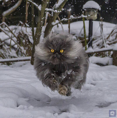 Grey Persian in flight by Anatole Beams Grey Persian in flight by Anatole Beams