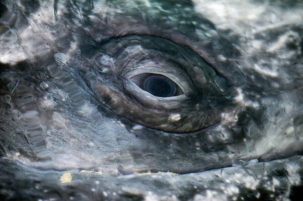 Wall Art - Photograph - Grey Whale Eye by Science Photo Library