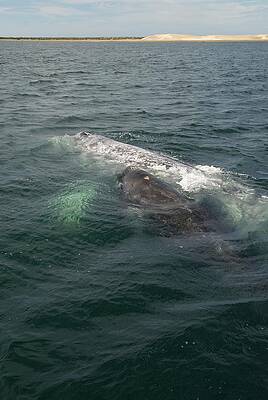 Wall Art - Photograph - Grey Whale With Calf by Science Photo Library