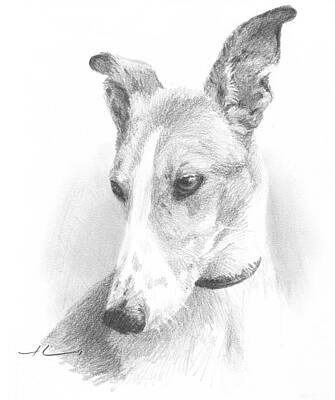 Greyhound Drawings (Page #3 of 4) | Fine Art America