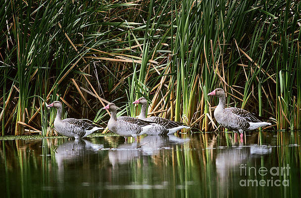 Wall Art - Photograph - Greylag Geese by Art Wolfe