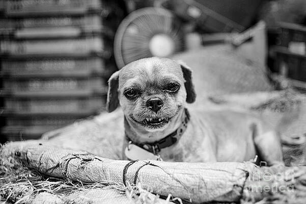 Wall Art - Photograph - Griffon Smile by Dean Harte