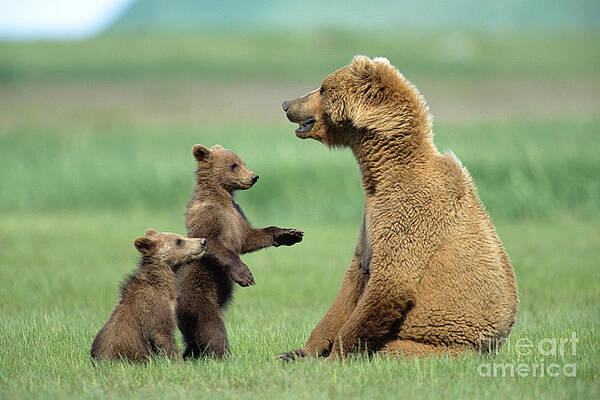 Wall Art - Photograph - Grizzly Cubs with Mother by Yva Momatiuk and John Eastcott