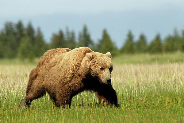 Wall Art - Photograph - Grizzly On Sedge Grass Plain by Image By David G Hemmings