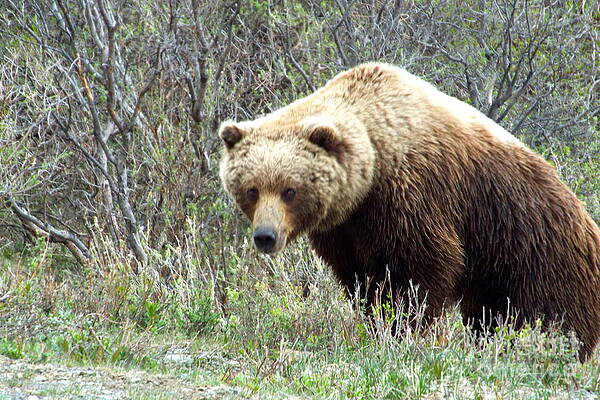 Grouchy Grizzly by Barbara Von Pagel Grouchy Grizzly by Barbara Von Pagel