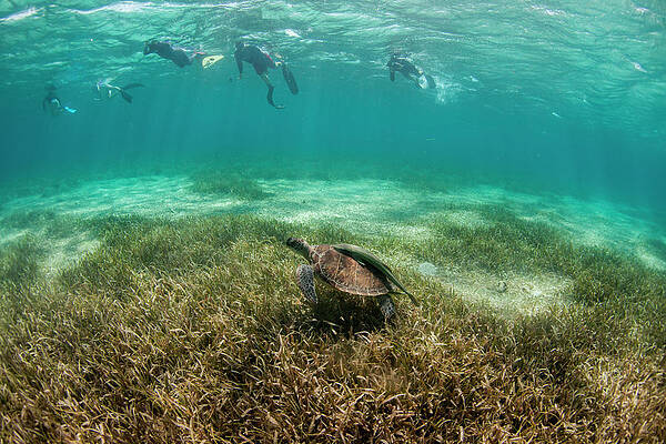 Wall Art - Photograph - Group Of Snorkelers With Turtle by Logan Mock-Bunting