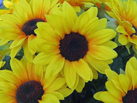 Wall Art - Photograph - Group of Sunflowers by Aaron Martens