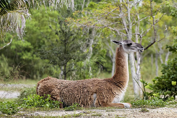 Guanaco on the ground by Jianghui Zhang