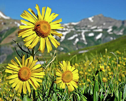 Guardian of the Mountain Top by George Buxbaum Guardian of the Mountain Top by George Buxbaum