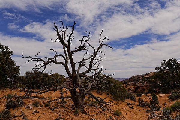 Wall Art - Photograph - Guardian Tree by Jonathan Davison
