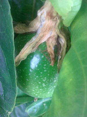 Guavadilla emerging by Jeannine Davidoff