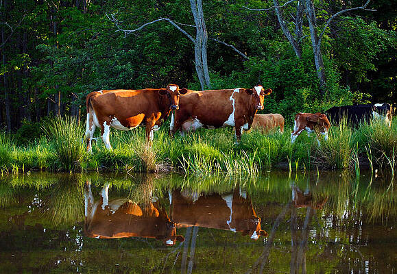 Guernsey Cows by David Simons