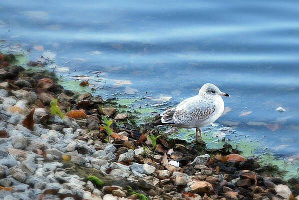 Gull by Lora Mercado Gull by Lora Mercado