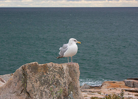 Wall Art - Photograph - Gull on Watch by Kirkodd Photography Of New England