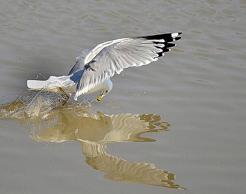 Gull Reflection by Richard Oliver Gull Reflection by Richard Oliver