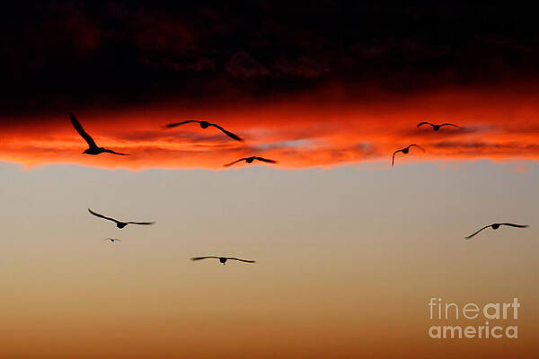 Gulls at sundown by Heidi Farmer Gulls at sundown by Heidi Farmer