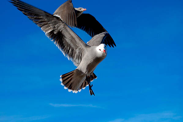 Gulls in Flight by Mike  Little
