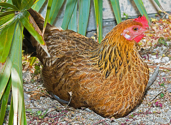 Wall Art - Photograph - Gypsy Chicken-Hen by Millard H Sharp