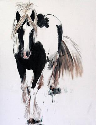 Gypsy Vanner by Abbie Shores Gypsy Vanner by Abbie Shores