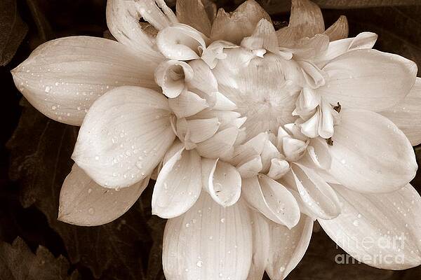 Wall Art - Photograph - Half Open by Eunice Miller