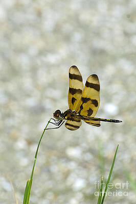 Wall Art - Photograph - Halloween Pennant Dragonfly by Mark Newman