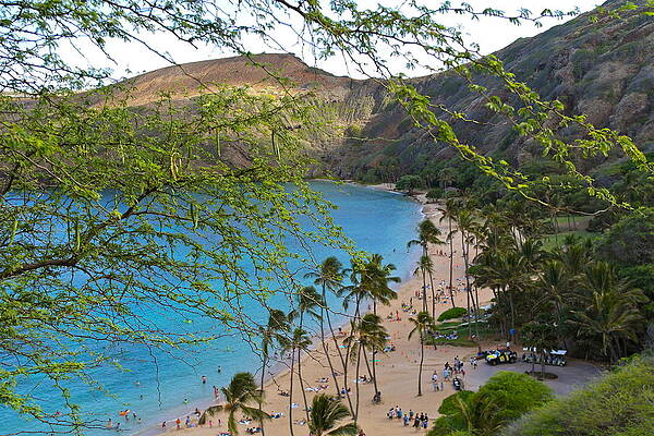 Wall Art - Photograph - Hanauma Bay Nature Preserve Beach through Monkeypod Tree by Michele Myers