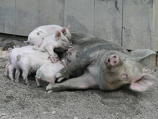 Happier Than Pig In Slop by David Simons