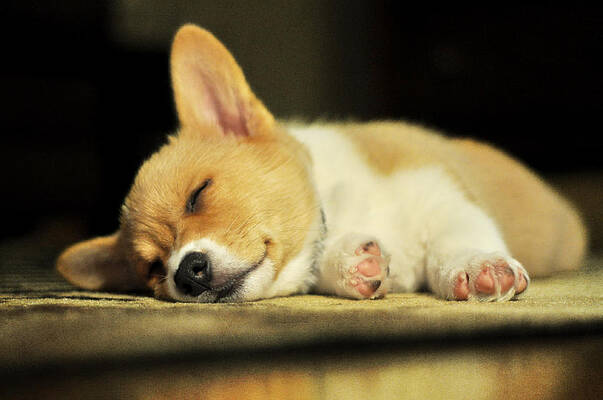 Happiness is a Warm Corgi Puppy by Rebecca Sherman Happiness is a Warm Corgi Puppy by Rebecca Sherman