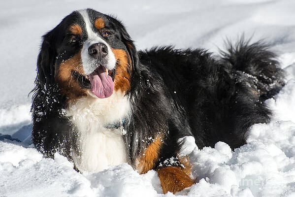 Wall Art - Photograph - Happy Bernese Mountain Dog in Winter Snow by Gary Whitton