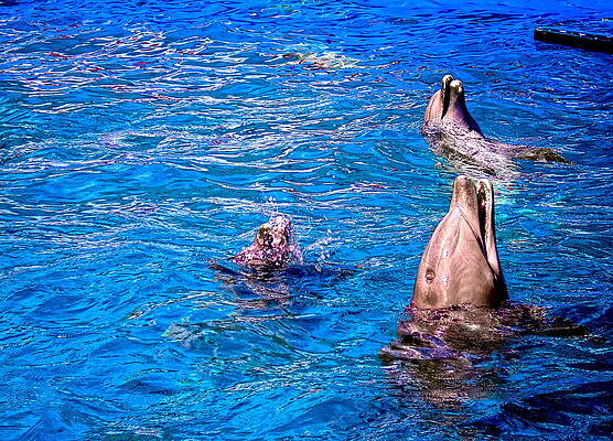 Happy Dolphins by Sandra Pena de Ortiz Happy Dolphins by Sandra Pena de Ortiz