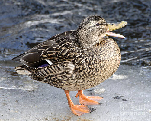 Happy Duck by Ilene Hoffman Happy Duck by Ilene Hoffman