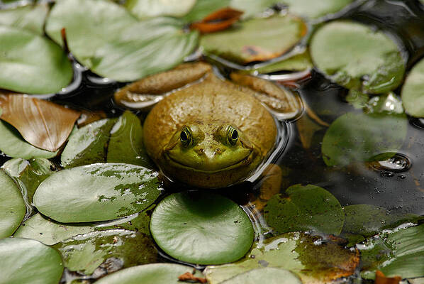 Happy Frog by Gregory Blank Happy Frog by Gregory Blank