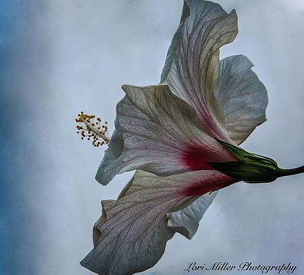 Happy Hibiscus at Biltmore Conservatory by Lori Miller Happy Hibiscus at Biltmore Conservatory by Lori Miller