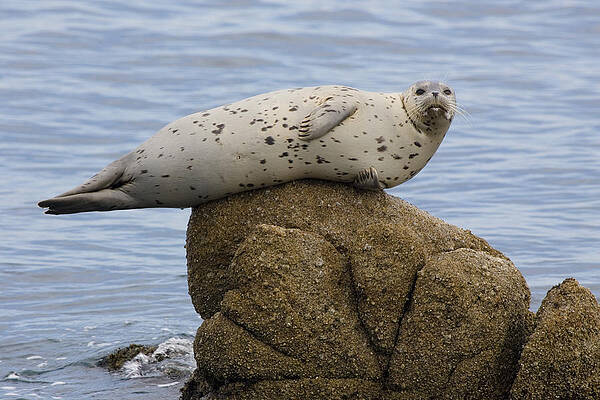 Wall Art - Photograph - Harbor Seal by Craig K. Lorenz