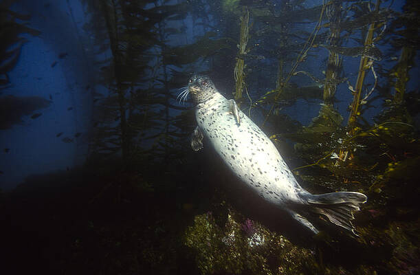Wall Art - Photograph - Harbor Seal In Kelp Forest by Greg Ochocki