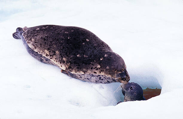 Wall Art - Photograph - Harbor Seal Mother And Pup by Thomas And Pat Leeson