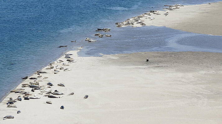 Harbor Seal Nursery by Jo Leach