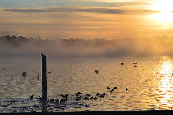  Photograph - Harbor Winter Morning by Amy Taylor