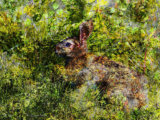 Hare In Hiding by J Larry Walker Hare In Hiding by J Larry Walker